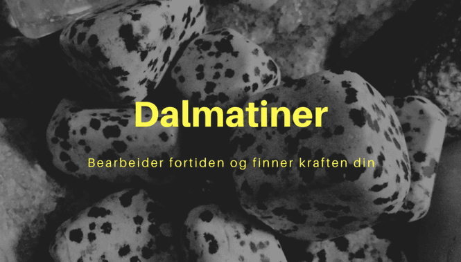 Hovedbilde Dalmatiner XL