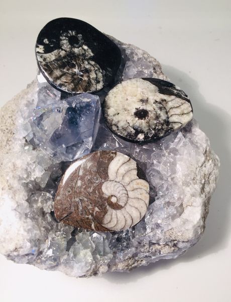 Hovedbilde Goniatitt 4-5cm