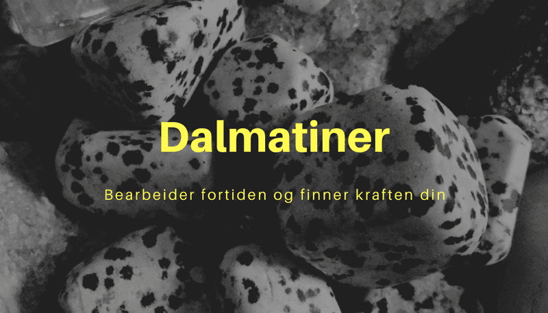 Armbånd Dalmatiner 6mm