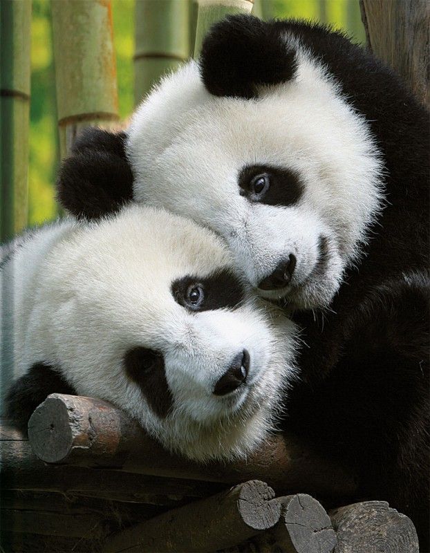 Pandas Skrivebok