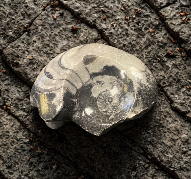 Hovedbilde Goniatitt Ammonitt Fossil ...
